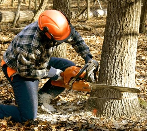 Tree Removal in Monument, OR